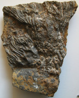 Scyphocrinites elegans,  Zenker, 1833